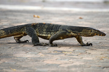 asian water monitor lizard (Varanus) in its natural environment, seen in the Lumphini Park, Bangkok, Thailand