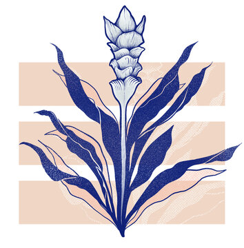 Turmeric plant botanical illustration
