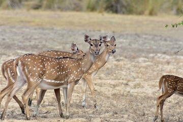deer in the forest