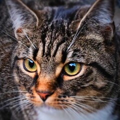 portrait of a home cat , friendship concept. Pet portrait.