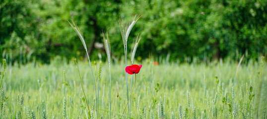 image of a poppy in a wheat field in may