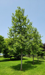 A young tree of the American sweetgum or American storax (Liquidambar styraciflua) in a city park in May