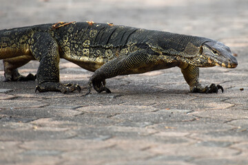asian water monitor lizard (Varanus) in its natural environment, seen in the Lumphini Park, Bangkok, Thailand