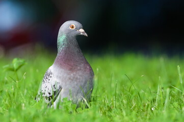 Columba livia aka pigeon (rock or domestic) in the grass. Close-up portrait. Most common bird in residential areas in Czech republic.