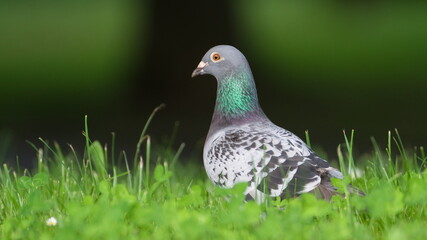 Columba livia aka pigeon (rock or domestic) in the grass. Close-up portrait. Most common bird in residential areas in Czech republic.