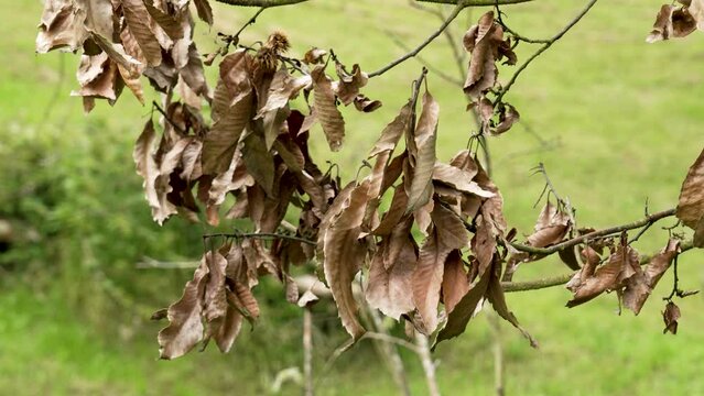 Dried rotting dead leaves on a branch of a diseased tree during a drought close up