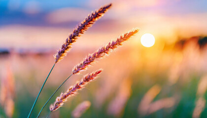 sunlit meadow with wild grass ears swaying gently, capturing the essence of nature's serenity and beauty in a glowing, warm light