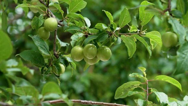 Ripening cherry plum berry in day sunlight in the garden on a spring tree branch. Organic eco orchard