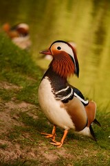 A male mandarin duck stretched his neck while standing on the grass