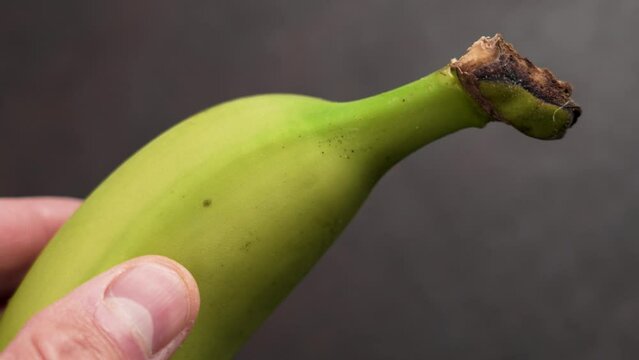 Broken stalk of green organic banana in hand on brown background close up. Farm harvesting concept. Fodmap diet ingredient