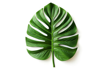  tropical leaves  on a white background.