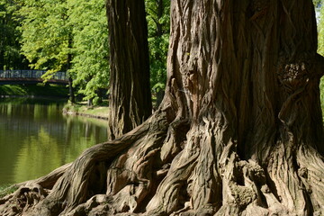 Ancient tree with twisting roots in the park