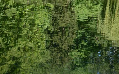 Reflection of green trees in the lake. Background