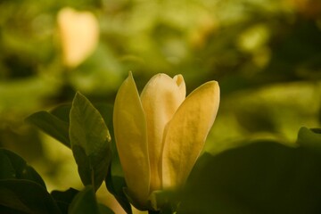 Yellow magnolia flower close up