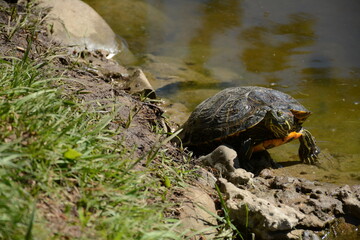 Obraz premium A turtle walks along the shore near the lake
