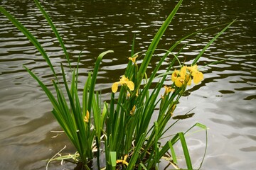 Close-up of Iris pseudacorus bushes with yellow flowers near a lake