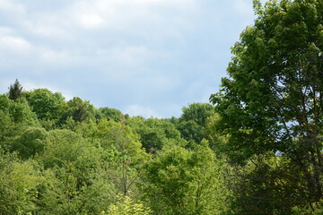 Green forest in summer and sky before a thunderstorm