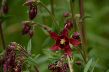 Beautiful burgundy aquilegia flower close-up