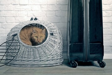 Traveling with a cat - Ginger cat looking curiouis out  from a wicker  travel crate next to a...