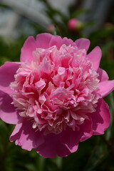 Lush pink peony closeup in spring in the park