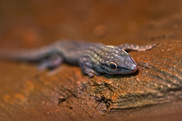 Thicktail day gecko, Phelsuma mutabilis, south Madagascar. Grey blue lizard in the nature habitat. Wildlife nature, gecko from Africa.
