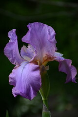 Beautiful lilac iris flower. Tenderness and sophistication