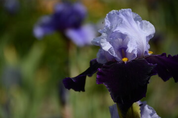 Blue-violet varietal iris in a botanical garden close-up