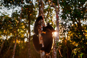 Wildlife Madagascar, indri monkey portrait, Madagascar endemic. Lemur in nature vegetation. Sifaka on the tree, sunny evening. Monkey with yellow eye. Nature forest tree habitat.