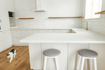 Cute cat sitting at stylish modern white kitchen cabinets with brass details and island in new...