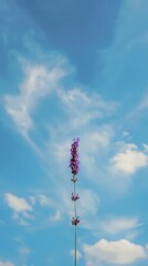 Obraz premium Lavender flowers in full bloom against a bright blue sky, capturing their elegance.