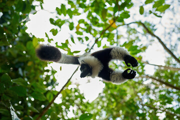 Lemur - close-up face head detail with yellow eye. Monkey mammal from Andasibe-Mantadia NP. Black-and-white ruffed lemur, Varecia variegata, endangered species endemic to the island of Madagascar.