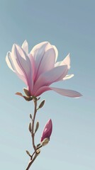 Fototapeta premium Colorful magnolia flowers set against a clear blue sky, featuring natural splendor.