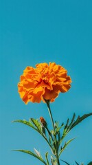 Marigold flowers in full bloom against a bright blue sky, capturing their elegance.