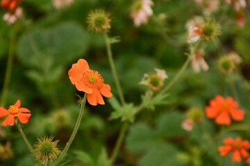 Chilean gravilate (geum chiloense), the plant grows in the wet Alps and subalpine meadows