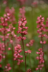 Heuchera cappuccino is an ornamental plant known as the coral bell. Used in the garden and flower beds