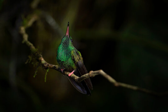 Bronze-tailed Plumeleteer, Chalybura urochrysia, green hummingbird with red bill in the dark tropic habitat, Braulio Carrillo NP in Costa Rica. Bird sitting on the branch, tropic nature wildlife.