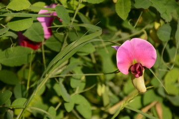 Obraz premium Wild sweet pea (Lathyrus odoratus) flowers blooms with pink flowers
