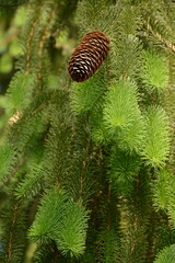 Bright green branches of a large green spruce with cones close-up