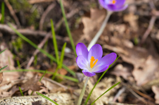 close-up of wild crocuses, Latin name is Crocus etruscus