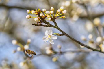 Macro shot of flowers of the so-called Prunus americana Marshall, American wild plum