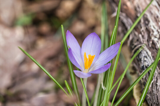 close-up of wild crocuses, Latin name is Crocus etruscus