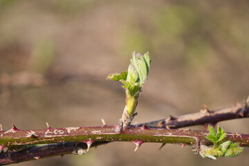 Buds of the blackberry bush, macro shot