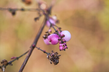 Close up view on berries called Symphoricarpos orbiculatus also known as coral berry