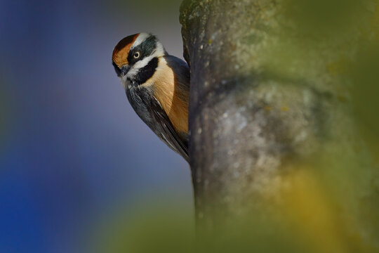 Birdwatching in Asia, birs on the tree trunky, cut animal in nature. Black-throated bushtit, Aegithalos concinnus, smal tit bird in the nature habitat, Kapla in India.