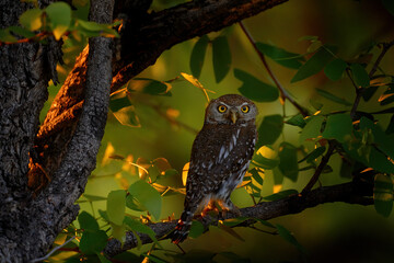 Pearl-spotted Owlet, Glaucidium perlatum, bird in the nature habitat in Botswana. Owl sunset tree.  Animal sitting on the tree branch during evening, Okavago delta. Wildlife scene from Africa.