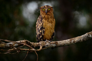 Buffy fish owl, Ketupa ketupu, sitting on the branch near the water, Kinabatangan river in Sabah, Borneo. Bird in the nature habitat, Malay fish owl, green tropic forest. Animal with yellow eye.