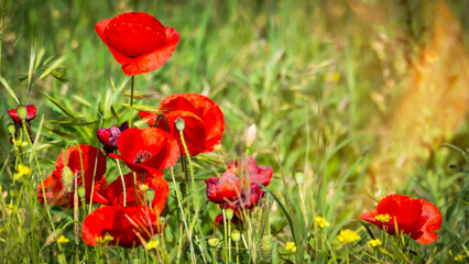 Obraz premium A field of blooming red poppies, a blurred background.