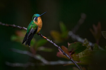 Tinny Costa Rica bird. Lampornis calolaemus, Purple-throated Mountain-gem, small hummingbird from Costa Rica. Violet throat small bird from mountain cloud forest in Costa Rica. Wildlife tropic nature