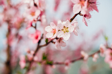 Fototapeta premium Selective focus of beautiful branches, pink blooming peach or apricot on a tree under a blue sky, Beautiful cherry blossoms during the spring season in the park.