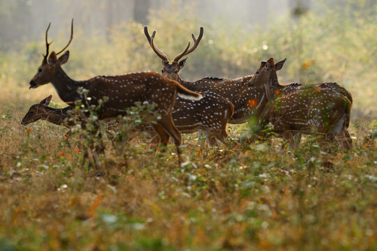 Axis spotted deer herd group in the forest. Deers in the nature habitt, Kabini Nagarhole NP in India. Herd of animal near the water pond. Nature wildlife, misty morning.